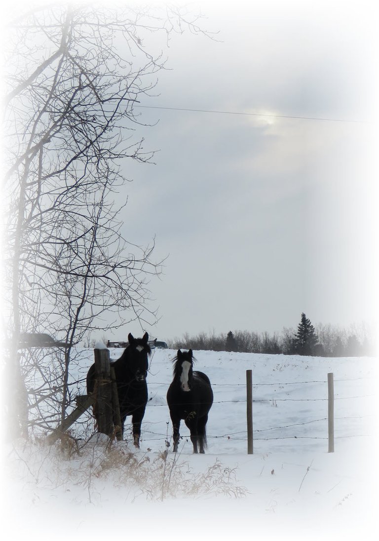 winter scene 2 horses at fence.JPG