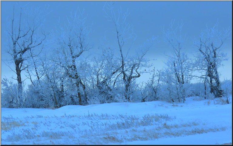 interesting bent poplars with frost on it grey clouds behinds.JPG