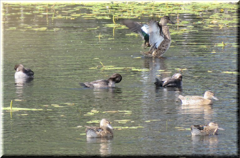 female blue winged teal duck stretching wings along with her mature ducklings and bufflehead ducklings.JPG