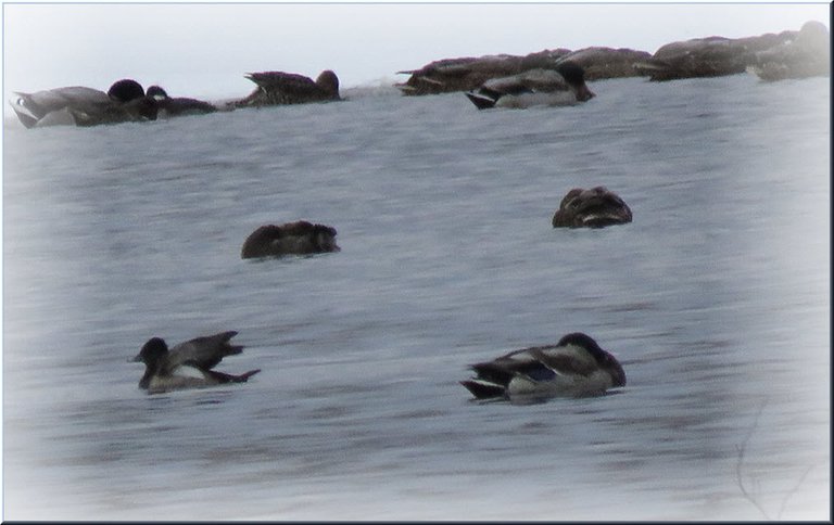 ducks huddles in icy water 1 stretching wings.JPG