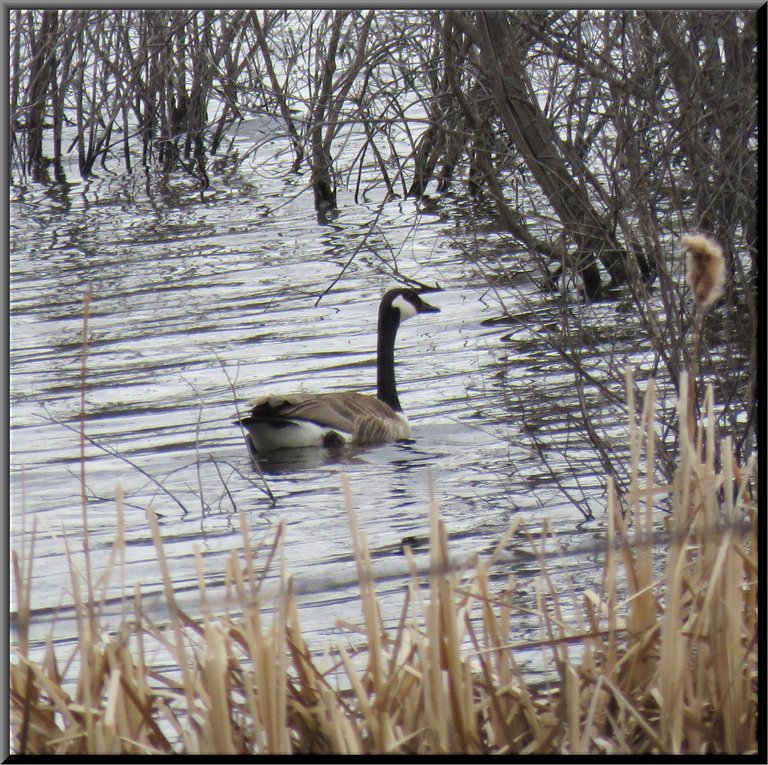 goose swimming among reeds.JPG
