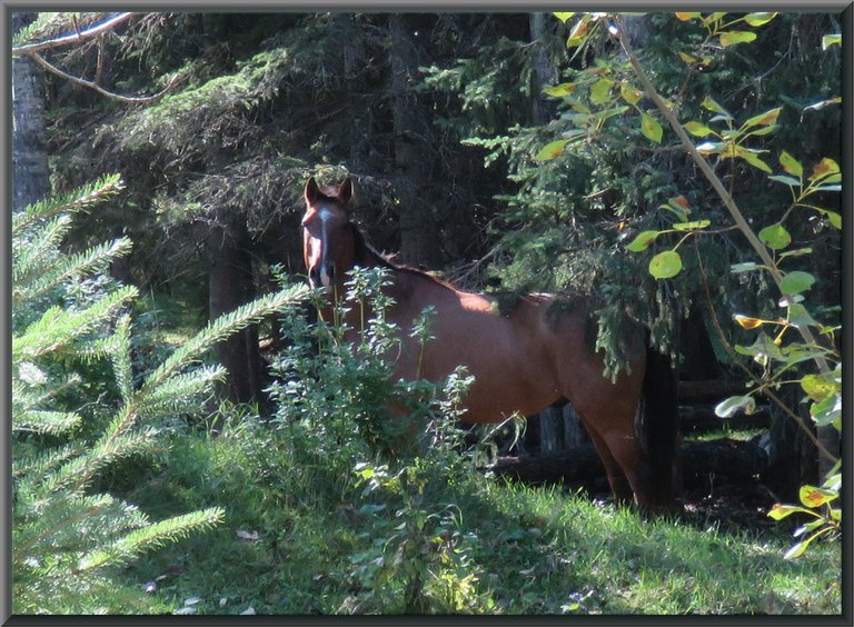 horse peering at me through the bushes.JPG