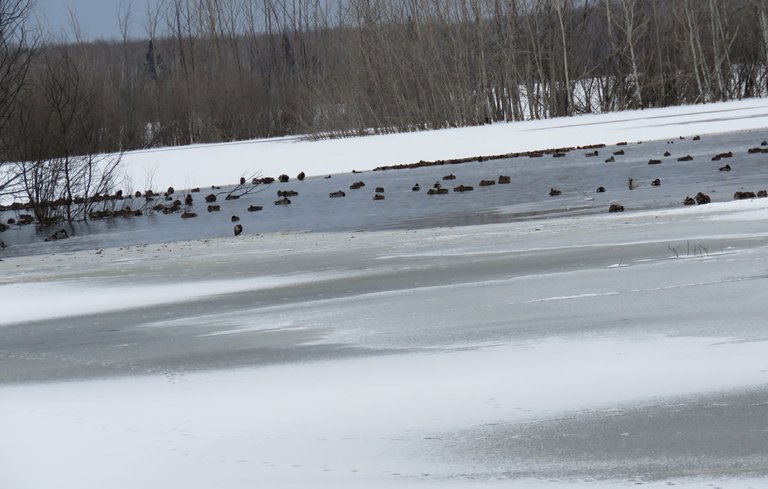 overview of icy scene with ducks on open part of pond.JPG
