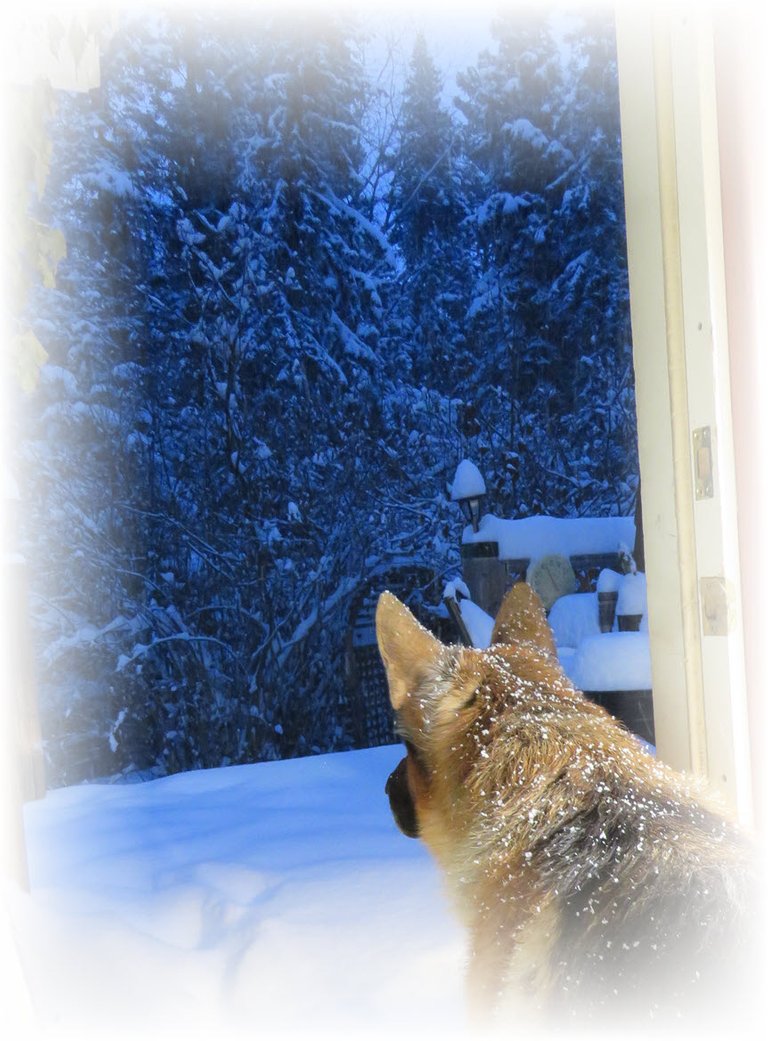 Bruno looking out of door to snowy scene.JPG