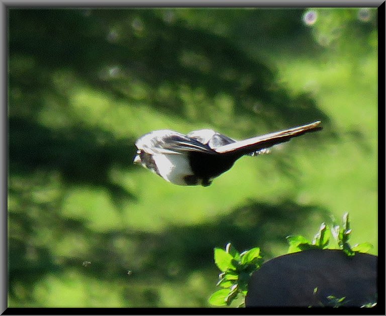 close up magpie in flight.JPG