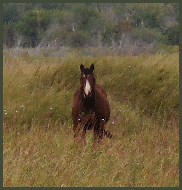 horse looking at me from marshland with tall grasses.JPG