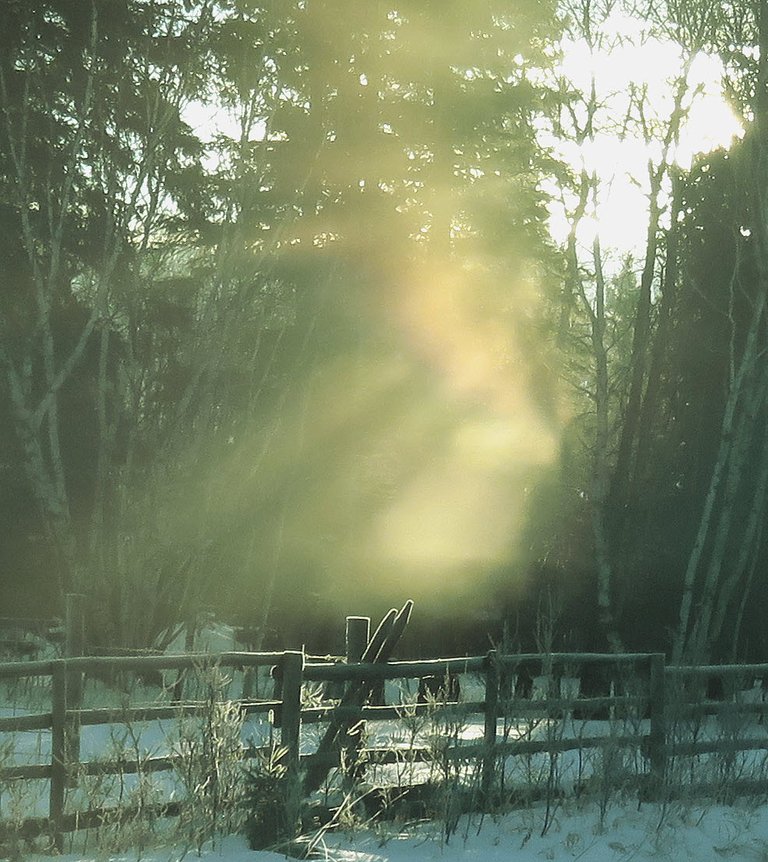 sunbeams through trees shining on frosted fence post.JPG