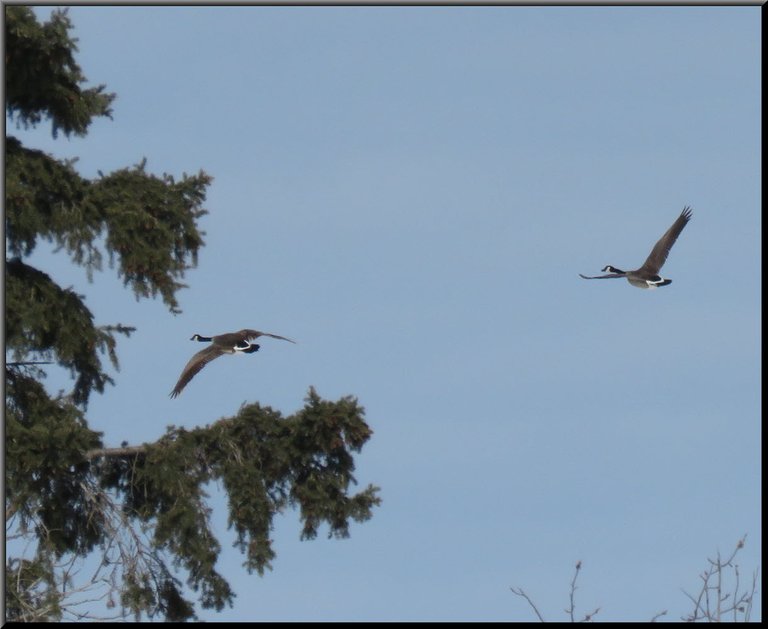 close up pair of geese in flight by spruce trees good.JPG