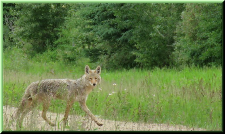 young coyote crossing road looking at me.JPG