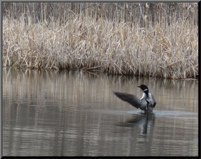 loon stretching its wings on water.JPG