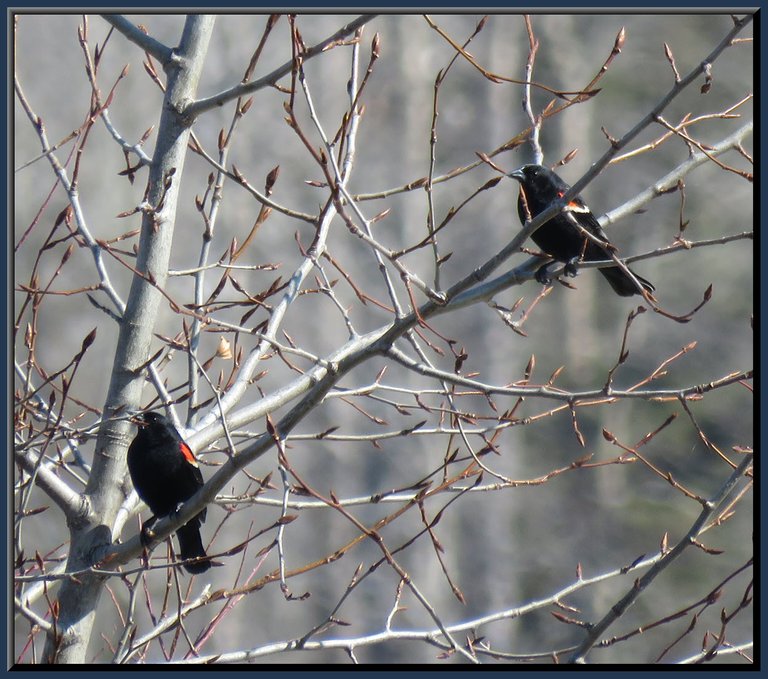 colorful close up of pair of red wing black birds in poplar tree with buds just opening.JPG