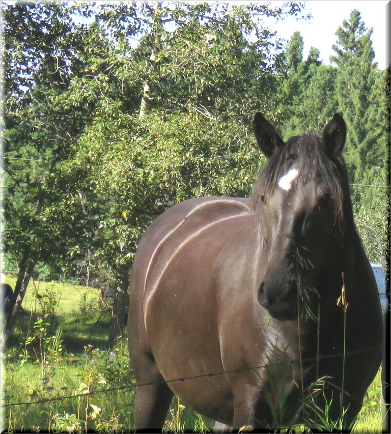 close up  Jeremys black horse looking towards me.JPG