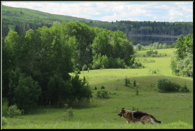 Bruno running on lush green hill top with view looking down to lake.JPG