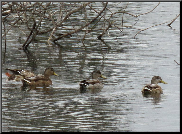 close up 3 teal ducks heading to open water.JPG