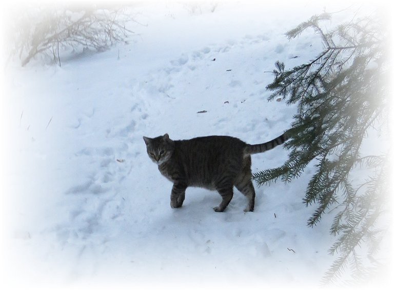 JJ in snow by spruce branches 1 foot up.JPG