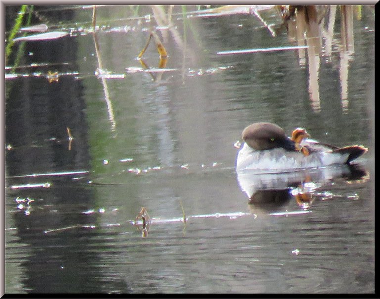 female golden eye duck in water cleaning leg.JPG