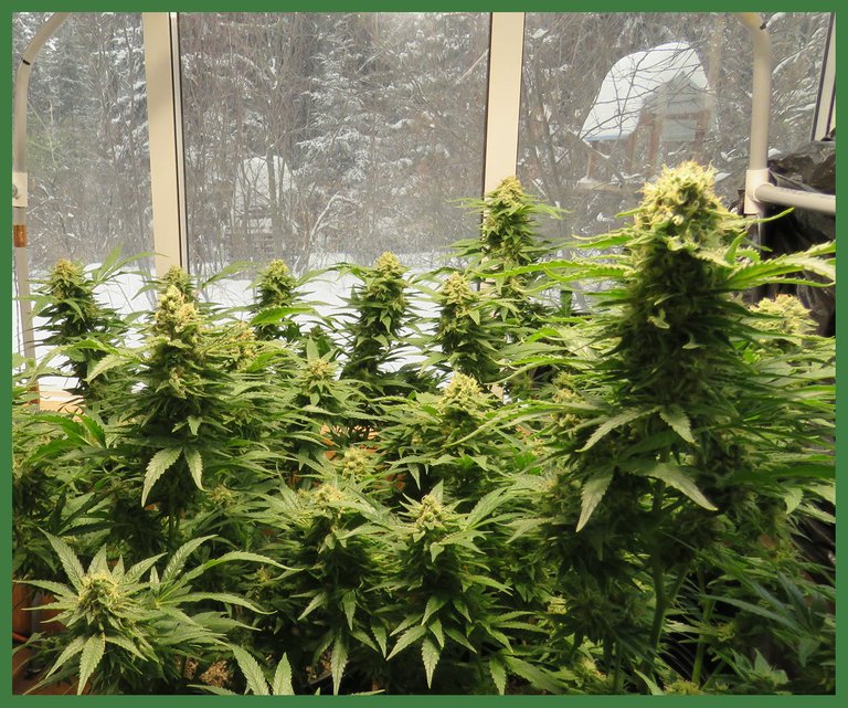 closeup of canabis plants just before harvest with snowy winter scene outside seen through window.JPG