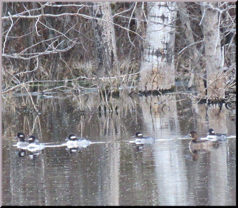 5 bufflehead ducks swimming in a row plus 1 perhaps female canvasback duck.JPG