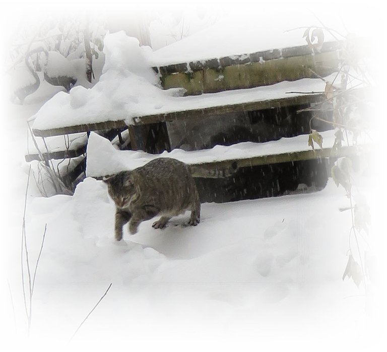 JJ leaping over snow from deck stair.JPG