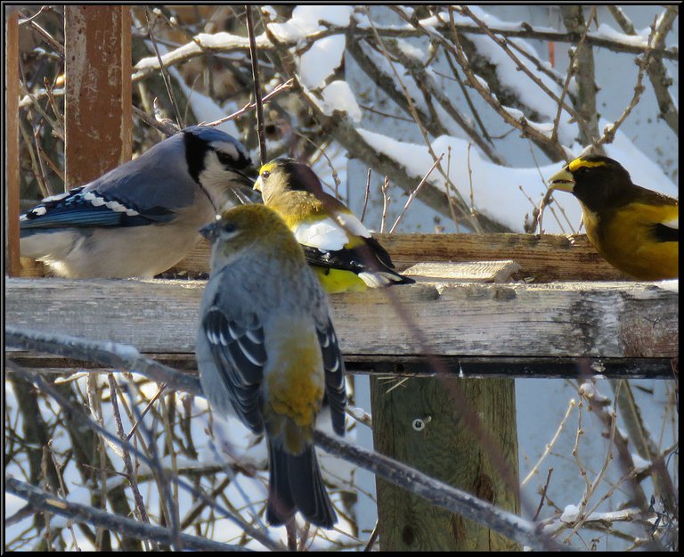 bluejay at feeder with 2 male evening grosbeaks 1 female on branch.JPG