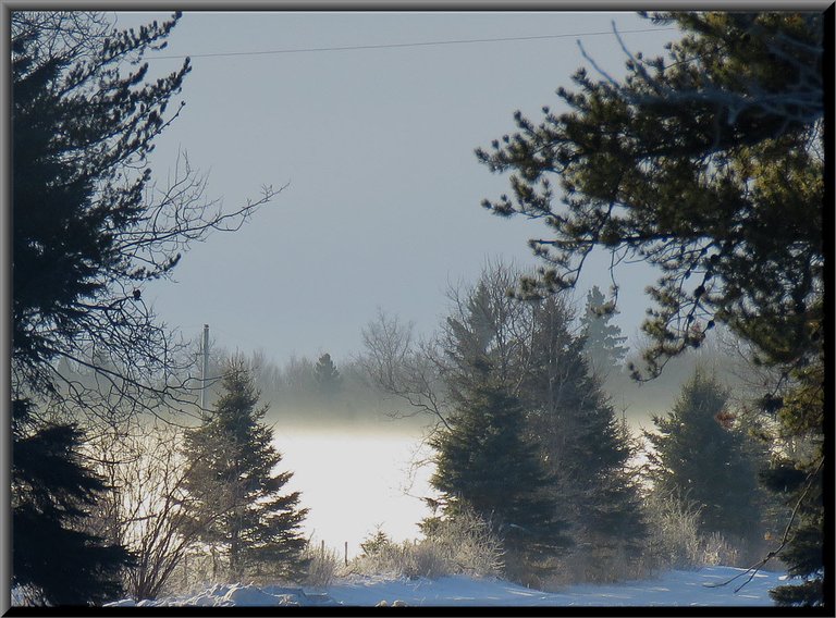 frosty scene on trees by road.JPG