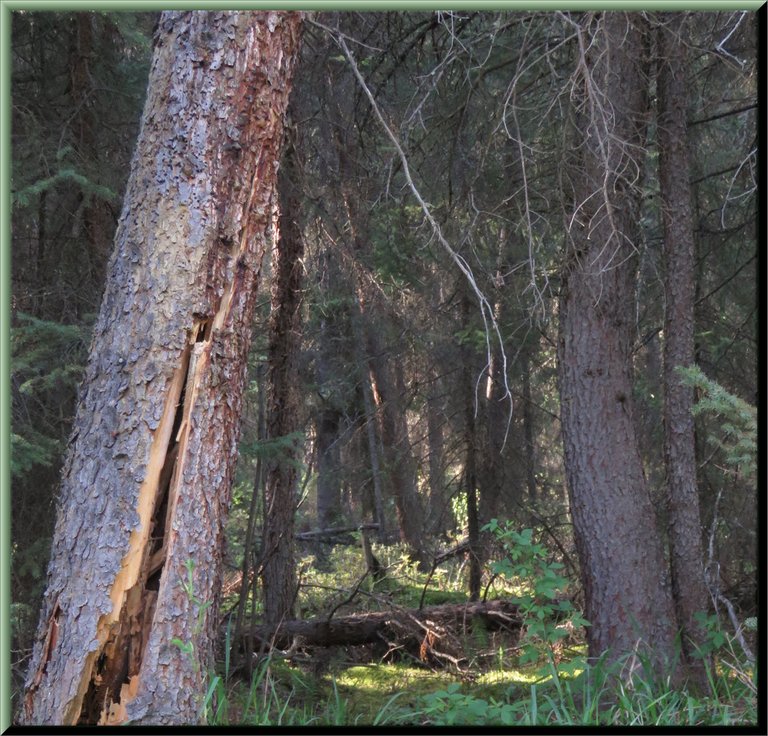 looking into forest to sunlight area past split spruce tree trunk.JPG