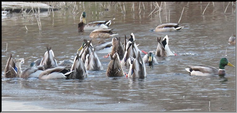 flock of mallard ducks bottoms up feeding by ice 1 male swimming.JPG