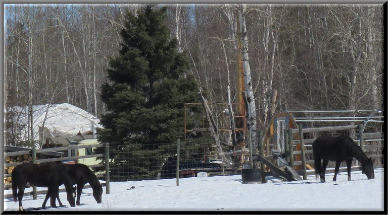 Dougs 3 black horses eating in the snow by spruce tree.JPG