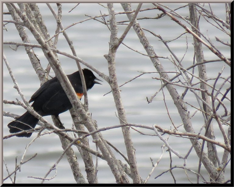 red wing black bird singing in bushes.JPG