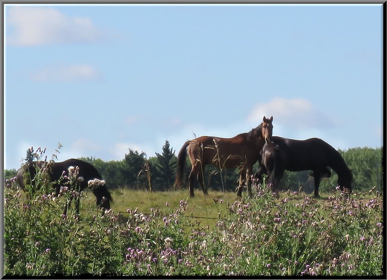 3 of Jeremys horses 2 grazing 1 looking at me.JPG
