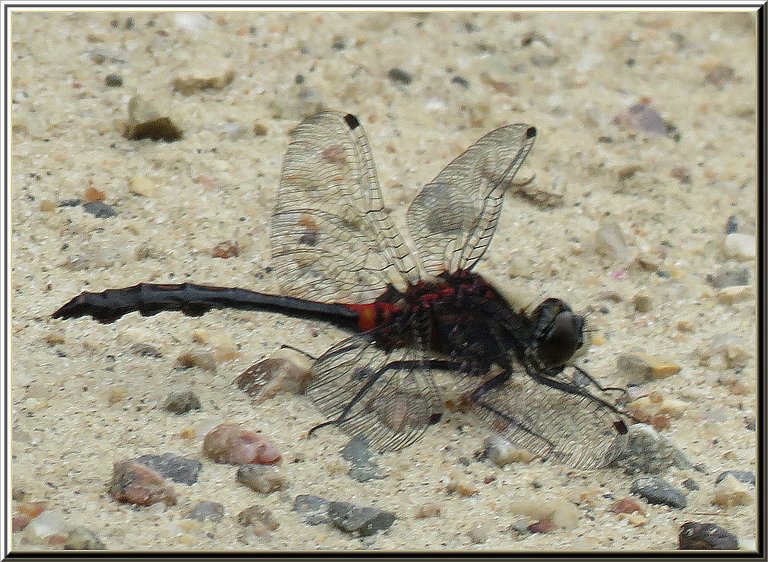 close up black and red dragonfly on sandy pepply road.JPG