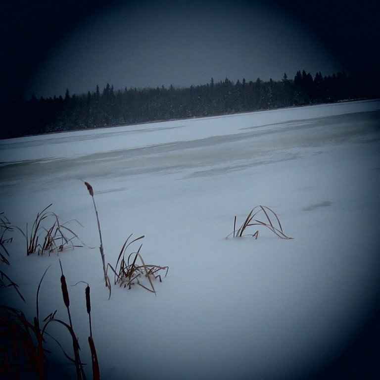 focused view past bulrushes to frozen clearwater lake.JPG