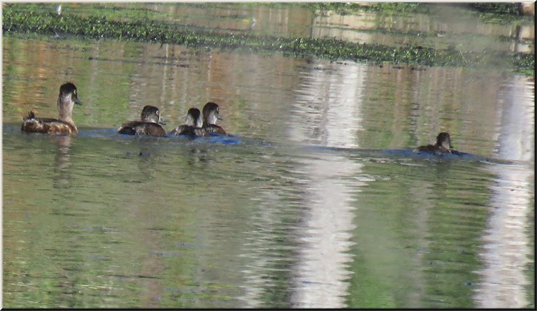 female gadwell duck swimming out with ducklings.JPG