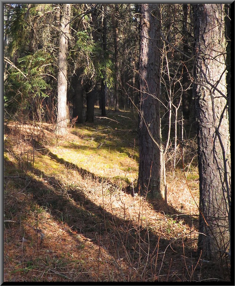 sunlight shining through the pines.JPG