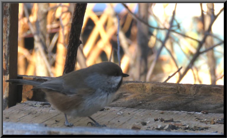 close up chick a dee on bird feeder.JPG