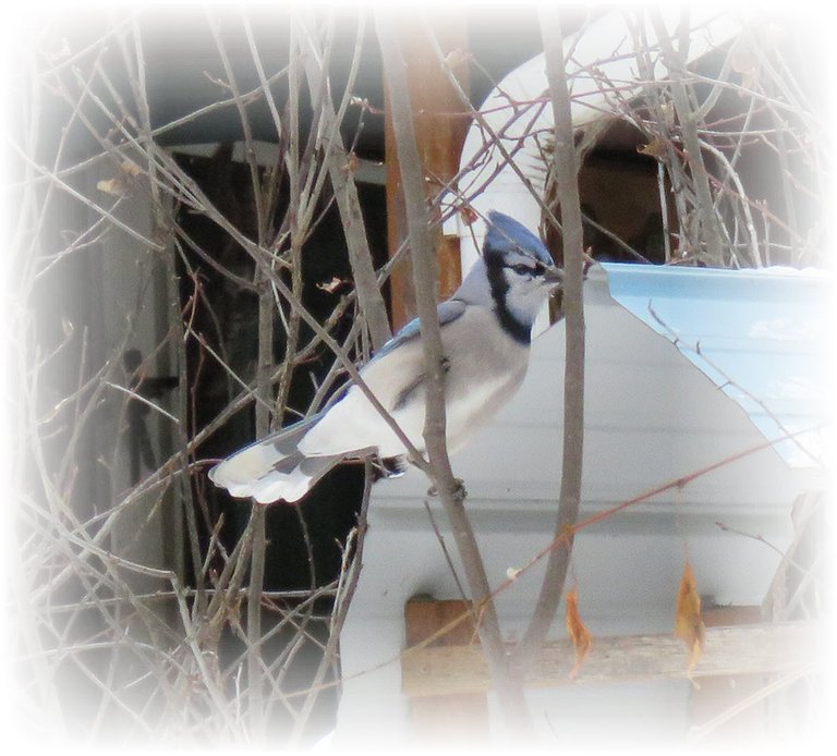 close up bluejay on branch by feeder.JPG