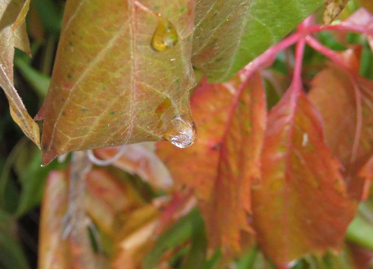 raindrops frozen on colorful Englman ivy leaves.JPG