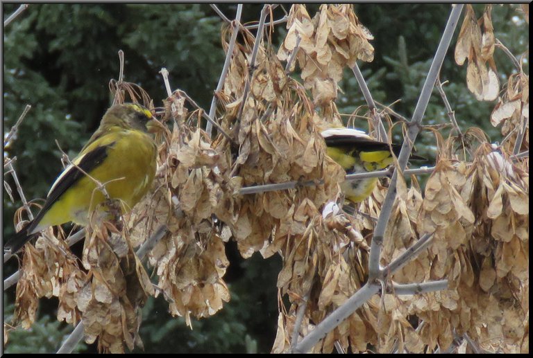 2 male grosbeaks among maple seeds.JPG