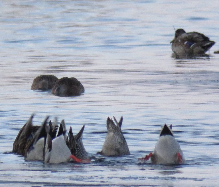 ducks bottoms up and heads down feeding.JPG