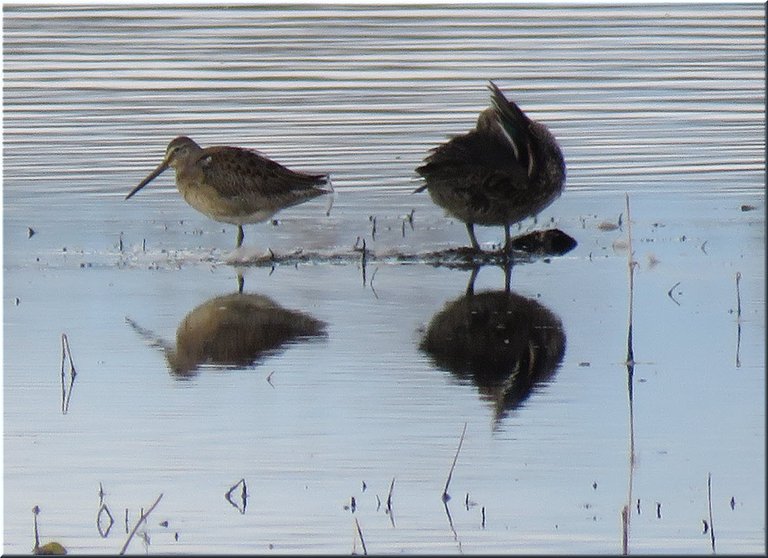 close up snipe shorebird and resting duck with reflections in water.JPG