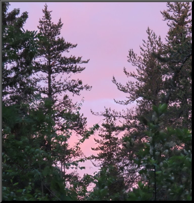 pink sky behind evergreen silhouettes.JPG