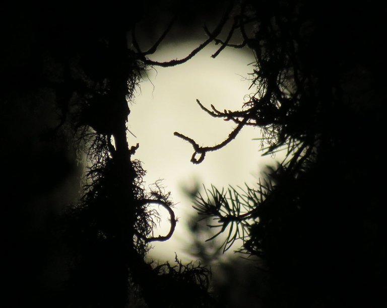 fancy design from twigs and moss in front of full moon.JPG