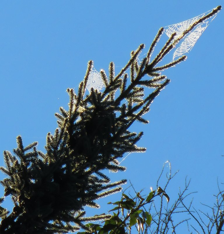 close up spiderwebs on spruce treetop.JPG