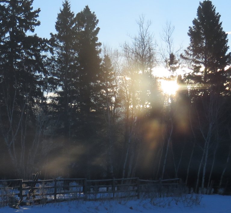 rays from the sun shining through the spruce trees onto snow and fence by road.JPG