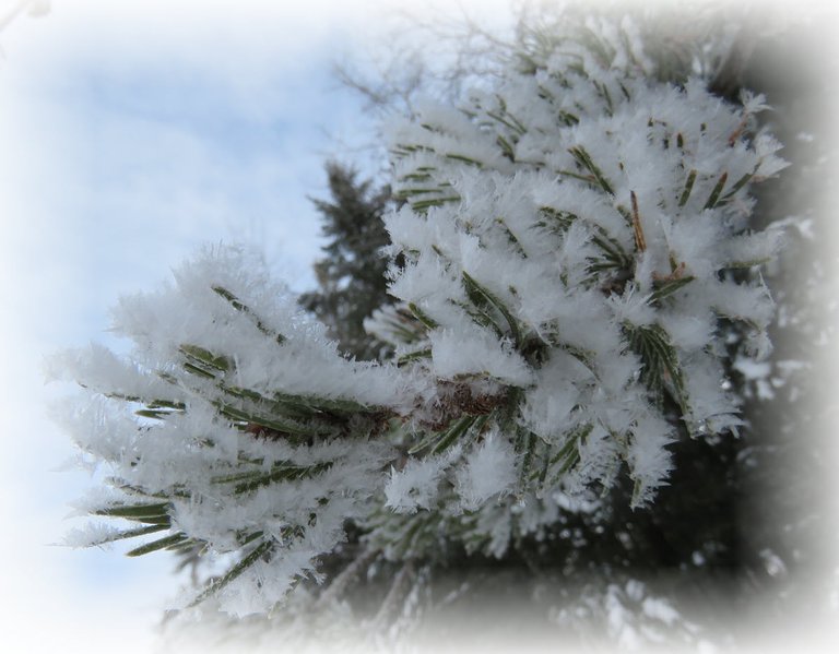 close up of hoarfrost on tip of spruce branch.JPG