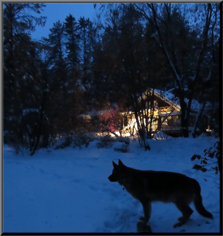 Bruno with scene of our house growlights accessing the area around.JPG
