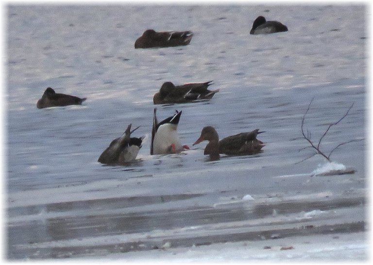 ducks o icy water 1 bottoms up feeding.JPG
