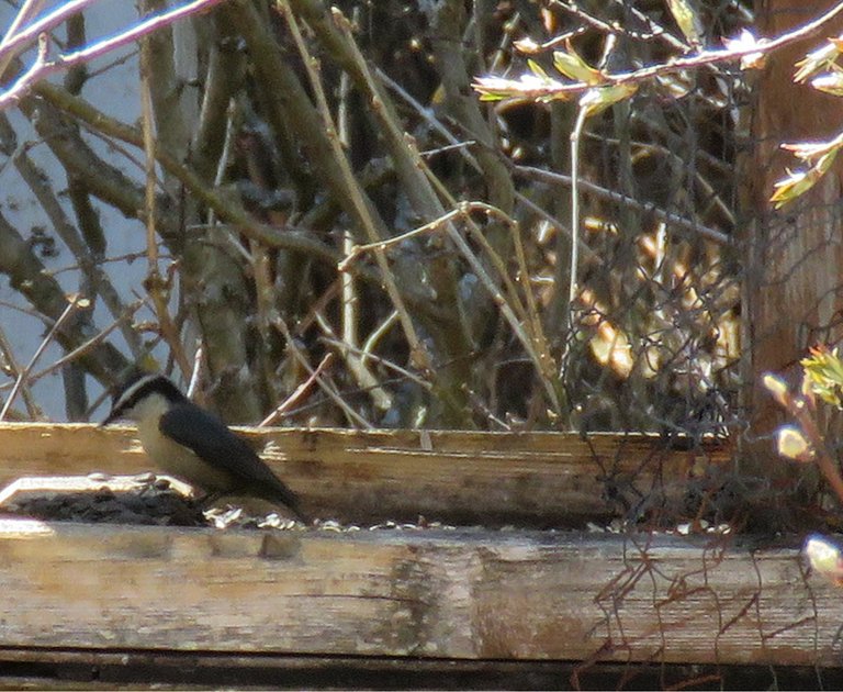 white breasted nuthatch at feeder.JPG