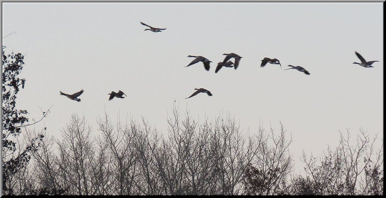 flock of geese flying over the bushes.JPG