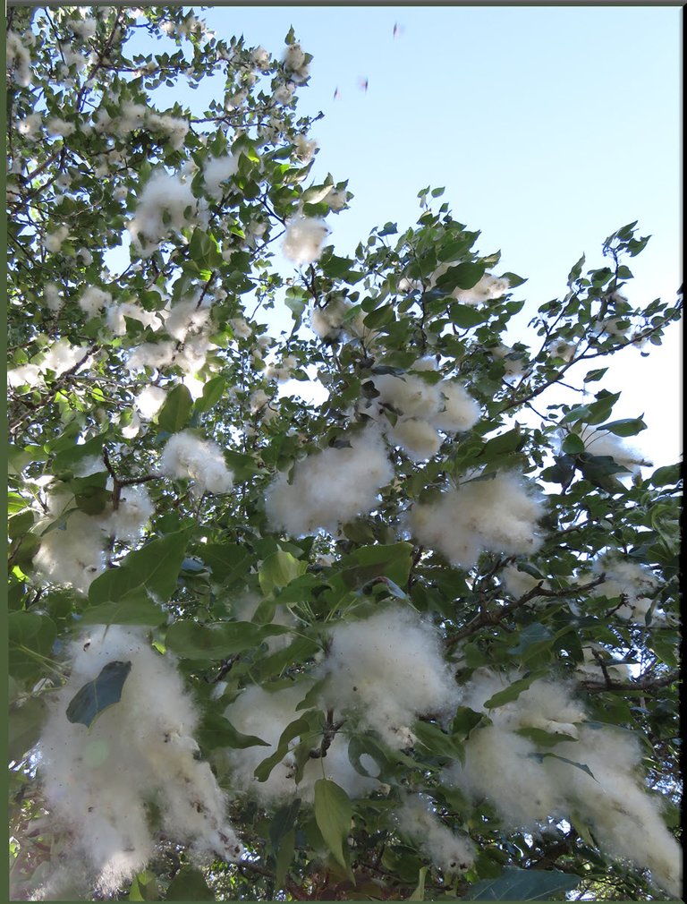 looking up at a cottonwood with catkins all fluffy.JPG